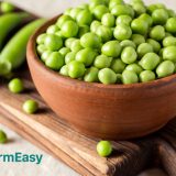 Green Peas