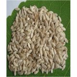 Cucumber Seed